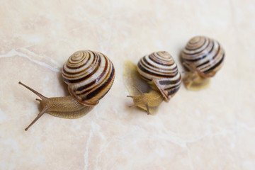 Three snail close-up - studio shot, biology, wild life, male, food