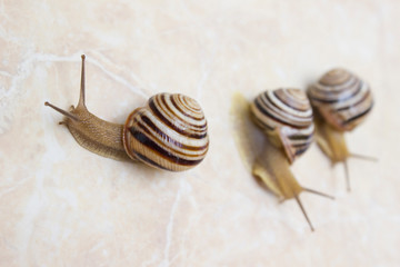 Three snail close-up - studio shot, biology, wild life, male, food
