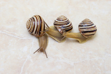 Three snail close-up - studio shot, biology, wild life, male, food