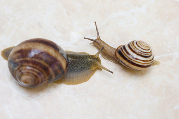 Two snail grape close-up - studio shot, biology, wild life