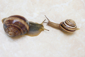 Two snail grape close-up - studio shot, biology, wild life