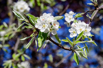 Large branch with white pear tree flowers in full bloom and clear blue sky in a garden in a sunny spring day, beautiful Japanese trees blossoms floral background, sakura