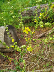 Abkhazia nature black sea coast
