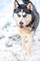 portrait of husky dogs