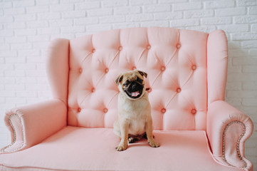 Pug dog sitting on a pink sofa. Animal. Posing