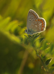 Butterfly Common Blue sitting on a blade of grass in a meadow or in a park with wings in the evening light at sunset. Wild nature with a colorful Polyomathus icarus sitting in summer on a flower.