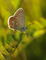 Fototapeta na wymiar Butterfly Common Blue sitting on a blade of grass in a meadow or in a park with wings in the evening light at sunset. Wild nature with a colorful Polyomathus icarus sitting in summer on a flower.