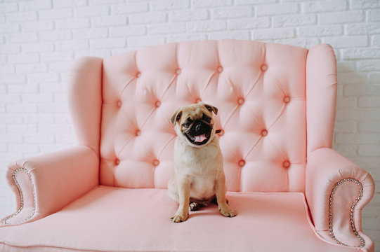 Pug dog sitting on a pink sofa. Animal. Posing