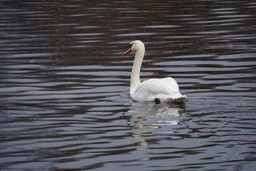 swan on lake