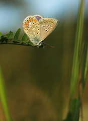 Butterfly Common Blue sitting on a blade of grass in a meadow or in a park with wings in the evening light at sunset. Wild nature with a colorful Polyomathus icarus sitting in summer on a flower.