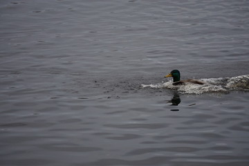 duck in water