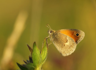 Butterfly Small Heath sitting on a blade of grass in a meadow or in a park with wings in the evening light at sunset. Wild nature with a colorful Coenonympha pamphilus sitting in summer on a flower.