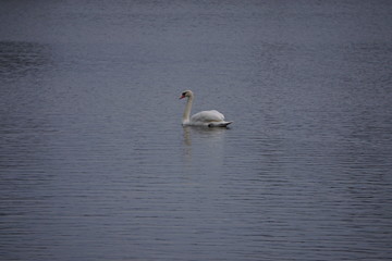 swan on the lake