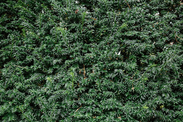 Green leaves background or the naturally walls texture Ideal for use in the design fairly.