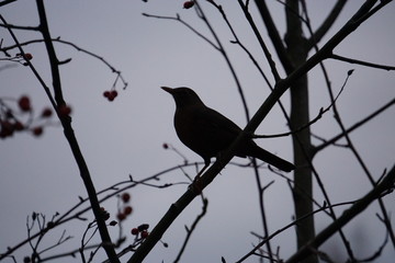bird on branch