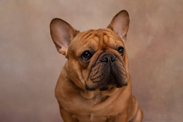 Obraz premium portrait of french bulldog on a light background