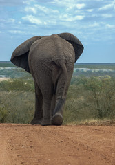 Fototapeta na wymiar Elephant Sauntering down the Road
