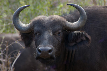 Naklejka premium Cape Water Buffalo