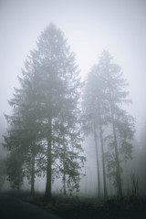 Fototapeta na wymiar Bäume Nebel Winter Mystisch Kalt