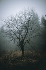 Obraz na płótnie Canvas Baum Nebel Winter Wald Mystisch