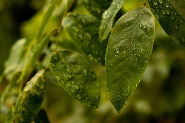 green leaf with water drops