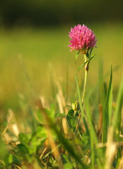 Flower Red Clover herbaceous perennial of medical plant in grass on meadow near forest with green leaves and stem at sunset. Blooming spring flower Trifolium Pratense on garden