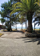Abkhazia nature black sea coast