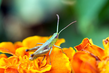 Green grasshopper sitting on flower petals