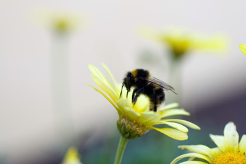 Honeybee or bumblebee on a blooming flower with a blurred background