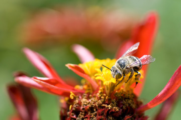 Honeybee or bumblebee on a blooming flower with a blurred background