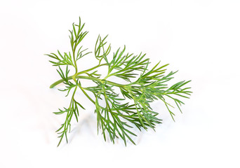 Dill1001a