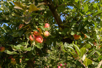Ripe apples in orchard, ready to be picked