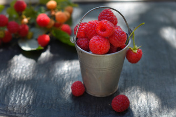 Raspberries in a tin bucket on a black table against the background of the garden. Side view. Fresh summer harvest for a healthy diet.