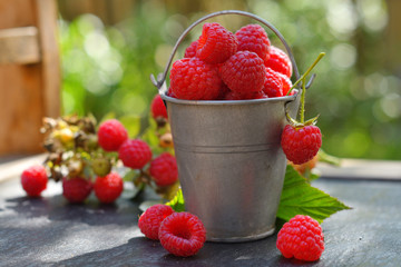 Raspberries in a tin bucket on a black table against the background of the garden. Side view. Fresh summer harvest for a healthy diet.