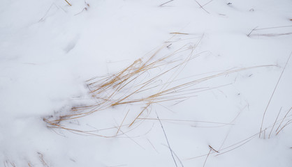 blades of dry grass in snow
