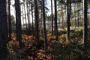 Obraz premium forest in autumn