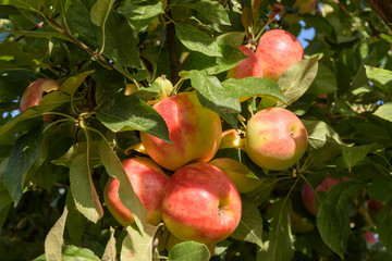 Group of ripe apples, ready to be picked
