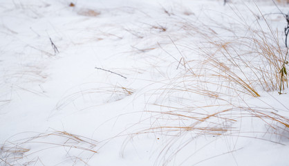 blades of dry grass in snow