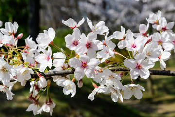 Close up of a branch with white cherry tree flowers in full bloom  in a garden in a sunny spring day, beautiful Japanese cherry blossoms floral background, sakura