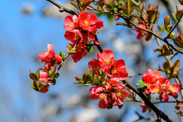 Close up delicate red flowers of Chaenomeles japonica shrub, commonly known as Japanese quince or Maule's quince in a sunny spring garden, beautiful Japanese  blossoms floral background, sakura