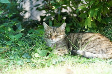 Naklejka na ściany i meble Gray cat sits in the grass and waits for prey or what is coming