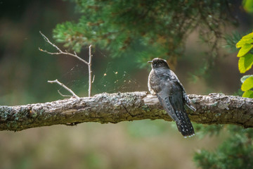 A common cuckoo (Cuculus canorus) sitting on a branch