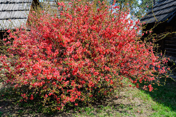 Large Chaenomeles japonica shrub with red flowers and blossoms, commonly known as Japanese quince or Maule's quince in a sunny spring garden, beautiful Japanese  blossoms floral background, sakura