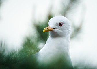 Portrait of a common gull (Larus canus)