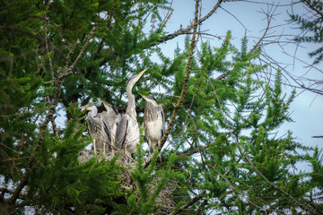Juvenile grey herons in their nest on the top af a larch tree