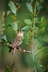 A sedge warbler singing on the branches of a willow