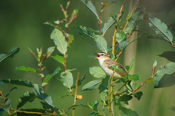 A sedge warbler singing on the branches of a willow