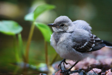 A young white wagtail standing on pebbles next to some leaves and water