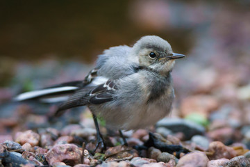 A young white wagtail standing on pebbles next to some leaves and water