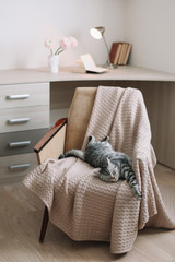 Home pet cute kitten cat close up photo. Cute Scottish straight cat llying on armchair, indoors....